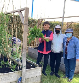 Photo of 3 women, one of them holding fresh celery, in a garden