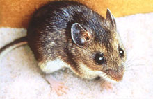 Photo of a mouse.