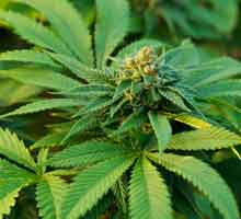 Photo of a Marijuana plant