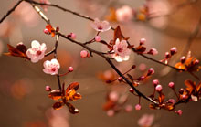 Photo of Cherry Blossoms