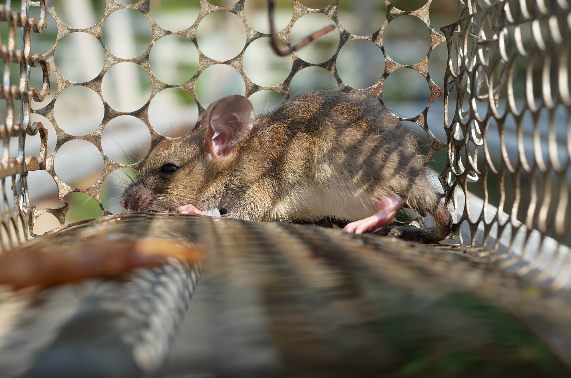 Vector Control | Environmental Health Department | Alameda County