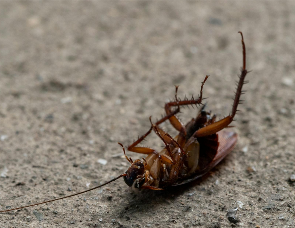 Image of a cockroach on its back on the ground